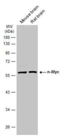 n-Myc Antibody, Novus Biologicals 100 &mu;g; Unconjugated:Antibodies, Polyclonal