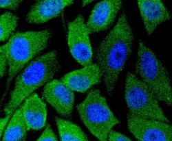 nNOS Rabbit anti-Human, Clone: ST520, Novus Biologicals 100&mu;L:Antibodies,