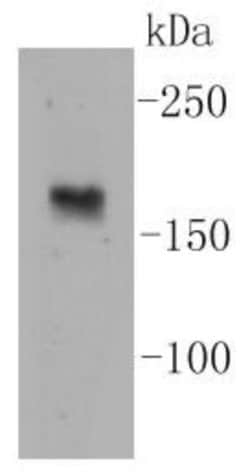 nNOS Rabbit anti-Human, Clone: ST520, Novus Biologicals 100&mu;L:Antibodies,