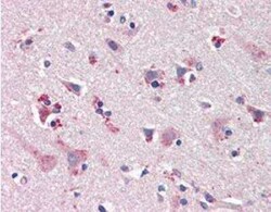 nNOS Antibody, Novus Biologicals:Antibodies:Primary Antibodies