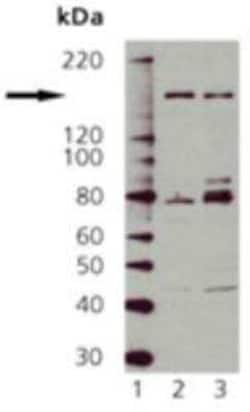 nNOS Antibody, Novus Biologicals:Antibodies:Primary Antibodies