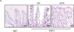 Thrombospondin-1 Antibody (A6.1), Novus Biologicals:Antibodies:Primary