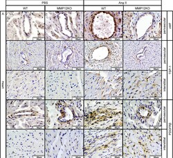 Thrombospondin-1 Antibody (A6.1), Novus Biologicals:Antibodies:Primary