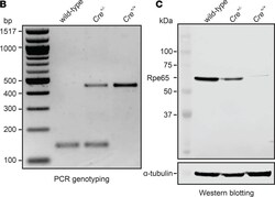 Cre Antibody, Novus Biologicals:Anticuerpos:Anticuerpos primarios