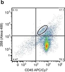 CD117/c-kit Antibody (2B8) - BSA Free, Novus Biologicals 0.1mg; Unlabeled:Antibodies,