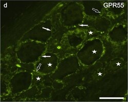 GPR55 Antibody - BSA Free, Novus Biologicals 0.05 mg; Unconjugated:Antibodies,