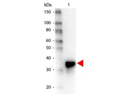 Pepsin Antibody, HRP, Novus Biologicals 0.1 mg; HRP:Antikörper