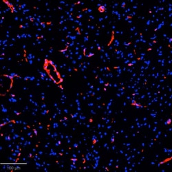 Collagen I Antibody, DyLight 755, Novus Biologicals 0.1 mL; DyLight 755:Antibodies,