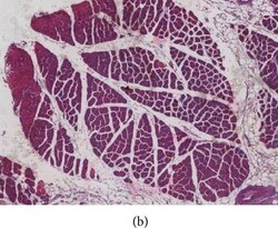 BMP-2 Antibody - BSA Free, Novus Biologicals:Antibodies:Primary Antibodies