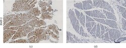 BMP-2 Antibody - BSA Free, Novus Biologicals:Antibodies:Primary Antibodies