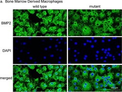 BMP-2 Antibody - BSA Free, Novus Biologicals:Antibodies:Primary Antibodies