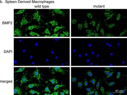 BMP-2 Antibody - BSA Free, Novus Biologicals:Antibodies:Primary Antibodies