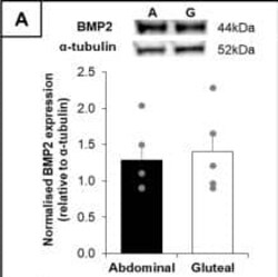 BMP-2 Antibody - BSA Free, Novus Biologicals:Antibodies:Primary Antibodies