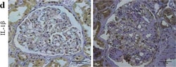 IL-1 beta/IL-1F2 Antibody - BSA Free, Novus Biologicals:Antibodies:Primary