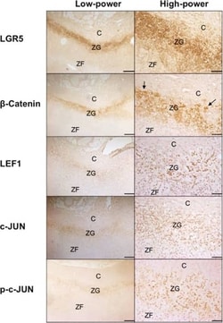 Lgr5/GPR49 Antibody - BSA Free, Novus Biologicals:Antibodies:Primary Antibodies