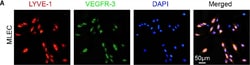 LYVE-1 Antibody (ALY7) - BSA Free, Novus Biologicals:Antibodies:Primary