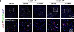 LYVE-1 Antibody (ALY7) - BSA Free, Novus Biologicals:Antibodies:Primary
