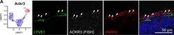 LYVE-1 Antibody (ALY7) - BSA Free, Novus Biologicals:Antibodies:Primary