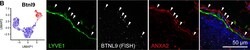 LYVE-1 Antibody (ALY7) - BSA Free, Novus Biologicals:Antibodies:Primary