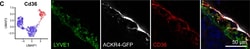 LYVE-1 Antibody (ALY7) - BSA Free, Novus Biologicals:Antibodies:Primary