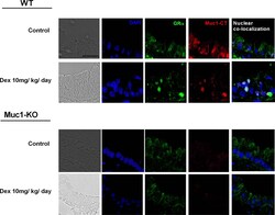 MUC1 Antibody - BSA Free, Novus Biologicals 0.025 mg; Unconjugated:Antibodies,