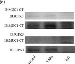 MUC1 Antibody - BSA Free, Novus Biologicals 0.025 mg; Unconjugated:Antibodies,