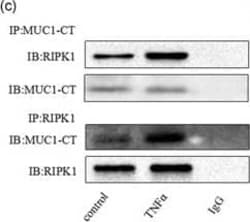 MUC1 Antibody - BSA Free, Novus Biologicals 0.025 mg; Unconjugated:Antibodies,