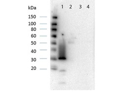 RFP Antibody, Novus Biologicals 100 &mu;g; Unconjugated:Antibodies, Polyclonal