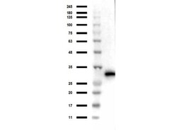 RFP Antibody, Novus Biologicals 100 &mu;g; Unconjugated:Antibodies, Polyclonal