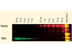 Donkey anti-Sheep IgG (H+L) Secondary Antibody, DyLight 649 (Pre-adsorbed), Novus Biologicals 100 &mu;g | Buy Online | Novus Biologicals | Fisher Scientific