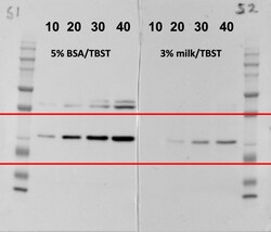 DUSP27/DUPD1 Antibody, Novus Biologicals 25 &mu;L | Buy Online | Novus Biologicals | Fisher Scientific