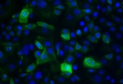 Cytokeratin 15 Antibody, Novus Biologicals 25 &mu;L; Unconjugated:Antibodies,