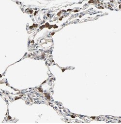 IRF3 Antibody, Novus Biologicals:Antibodies:Primary Antibodies