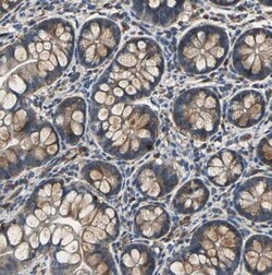 IRF3 Antibody, Novus Biologicals:Antibodies:Primary Antibodies