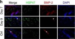 Hsp47 Antibody (M16.10A1), Novus Biologicals:Antibodies:Primary Antibodies