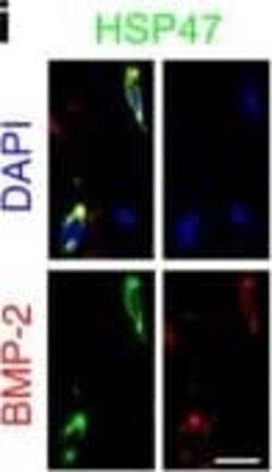 Hsp47 Antibody (M16.10A1), Novus Biologicals:Antibodies:Primary Antibodies