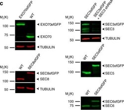 SEC6 Antibody (9H5), Novus Biologicals:Antibodies:Primary Antibodies