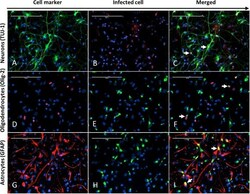 Newcastle Disease Virus (NDV) Antibody (6H12), Novus Biologicals 0.2 mg;