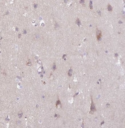 SLC38A1 Antibody, Novus Biologicals 25 &mu;L; Unconjugated:Antibodies,