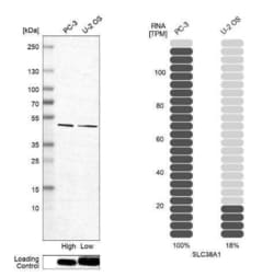 SLC38A1 Antibody, Novus Biologicals 25 &mu;L; Unconjugated:Antibodies,