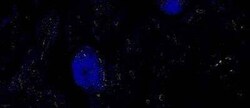 CD31/PECAM-1 Antibody (C31.3), Novus Biologicals:Antibodies:Primary Antibodies