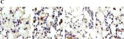 B7-2/CD86 Antibody (BU63), Novus Biologicals 0.02mg; Unlabeled:Antibodies,