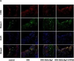 B7-2/CD86 Antibody (BU63), Novus Biologicals 0.02mg; Unlabeled:Antibodies,