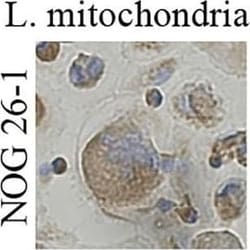 Mitochondria Antibody (MTC02), Novus Biologicals 0.02 mg | Buy Online | Novus Biologicals | Fisher Scientific