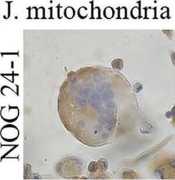 Mitochondria Antibody (MTC02), Novus Biologicals 0.02 mg | Buy Online | Novus Biologicals | Fisher Scientific