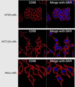 CD98 Antibody (UM7F8), Novus Biologicals:Antibodies:Primary Antibodies