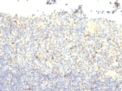 FoxP3 Antibody (FXP3/197) - Azide and BSA Free, Novus Biologicals 0.1 mg | Buy Online | Novus Biologicals | Fisher Scientific