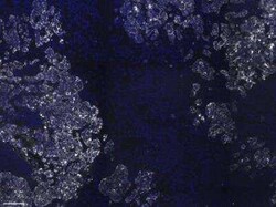 Cytokeratin, pan Antibody (PAN-CK (Cocktail)), Novus Biologicals:Antibodies:Primary