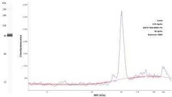 ZAP70 Antibody (2F3.2), Novus Biologicals 0.1mg; Unlabeled:Antibodies,