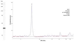 p21/CIP1/CDKN1A Antibody (DCS-60.2), Novus Biologicals:Antibodies:Primary